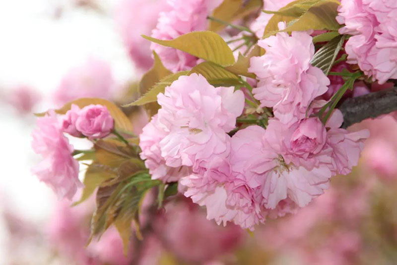 ca88ֻͻ(׿/ƻ)CA88Ա¼